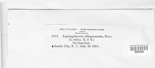 Leptosphaeria albopunctata image